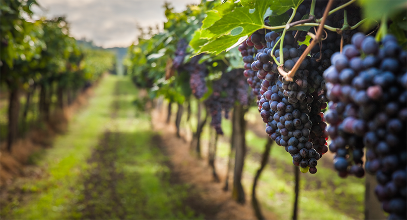 Moss Brothers grapes